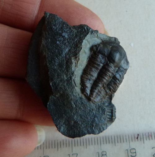 Trilobit ČR - 3,8 cm — foto 3