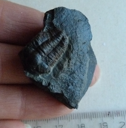 Trilobit ČR - 3,8 cm — foto 2