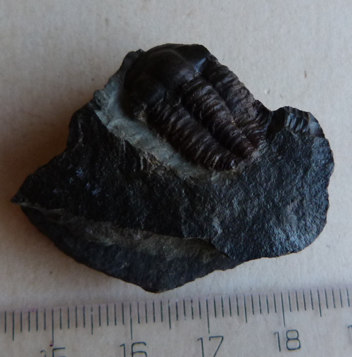 Trilobit ČR - 3,8 cm — foto 4