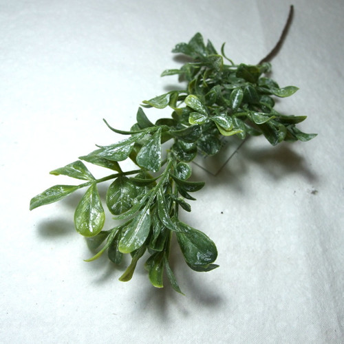 Buxus s nasivělým nádechem — foto 2
