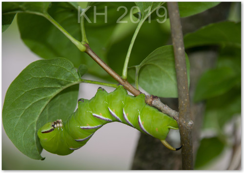 Sphinx ligustri — foto 2