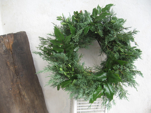 Jalovec, buxus, mahon..... — foto 4