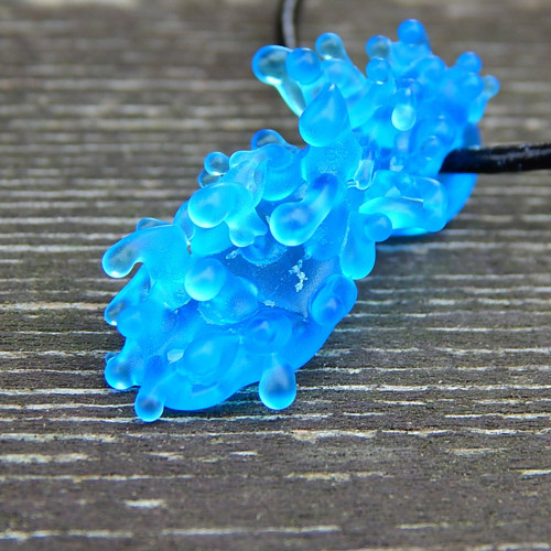 Korál modrý — foto 4