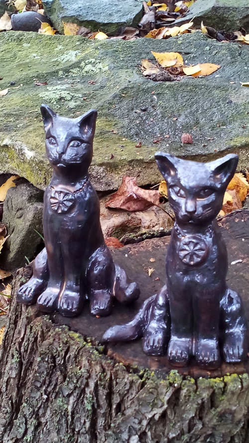 Kočka egyptská černá — foto 4