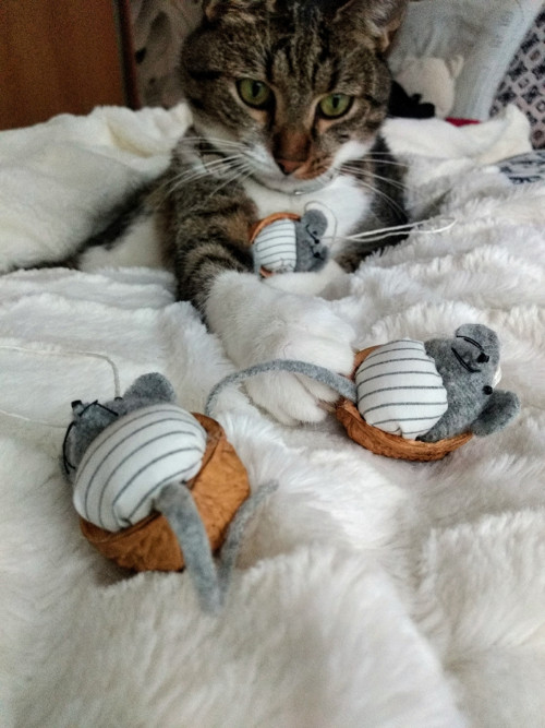 Myšičky — foto 2