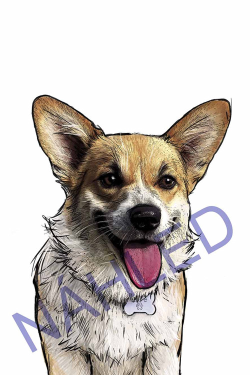 Na přání_Corgi — foto 2