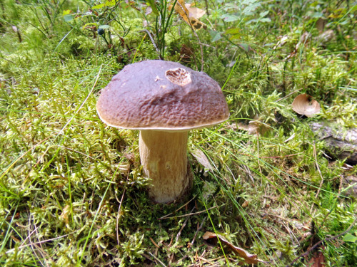 Směs sušených hub, 150 gramů — foto 4
