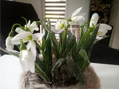 Ledové sněženky — foto 3
