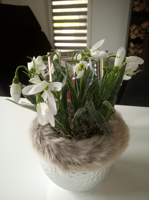 Ledové sněženky — foto 5