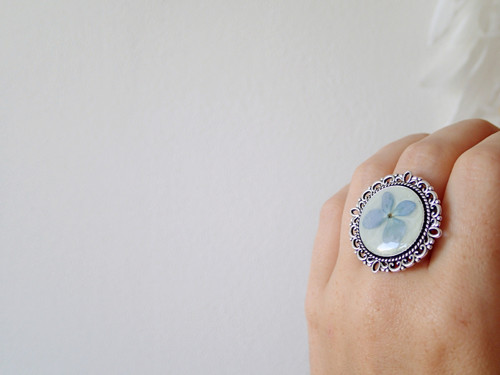 Hortensia blue — foto 4