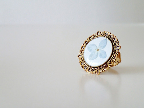 Hortensia gold — foto 4
