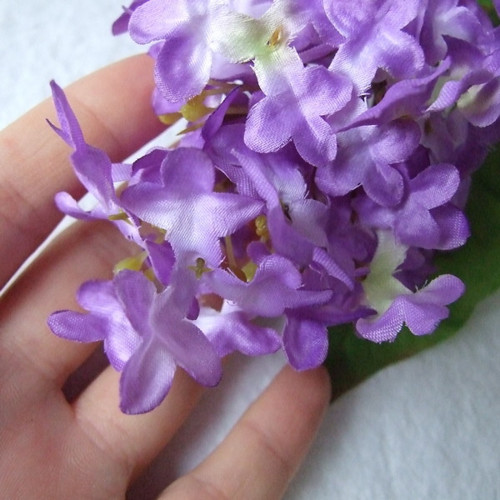 Šeřík fialový — foto 3