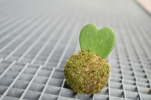 .kokedama LOVE — foto 2