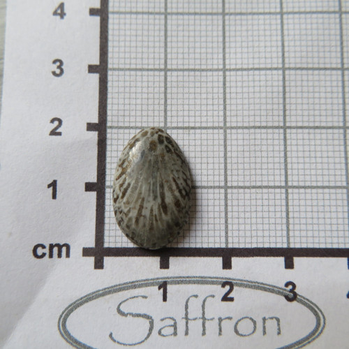 Bryozoan Kabošon - č.1 — foto 2