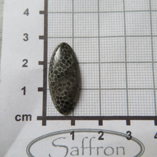 Bryozoan Kabošon - č.2 — foto 2