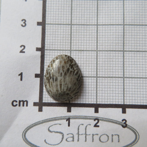 Bryozoan Kabošon - č.3 — foto 2