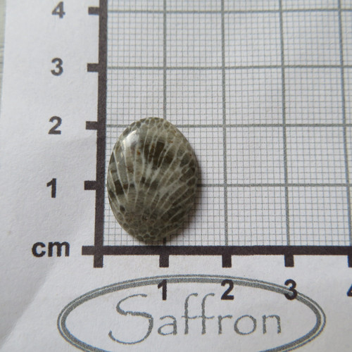 Bryozoan Kabošon - č.5 — foto 2