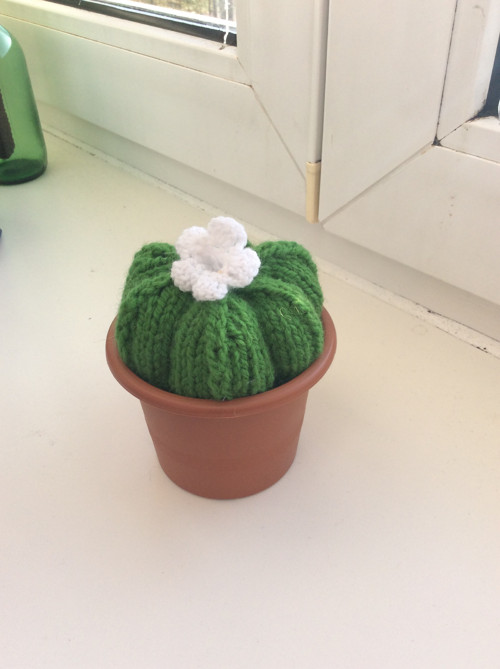 Kaktus — foto 3
