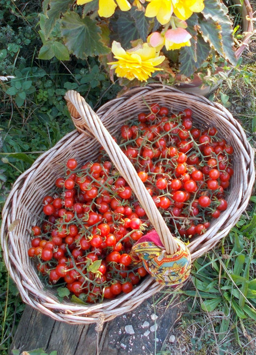 Cibuláda - se sušenými rajčaty a chilli — foto 3