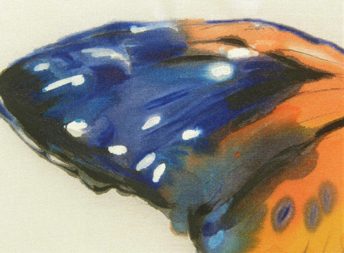 Malba na hedvábí - Heliconius hecale,, originál — foto 2