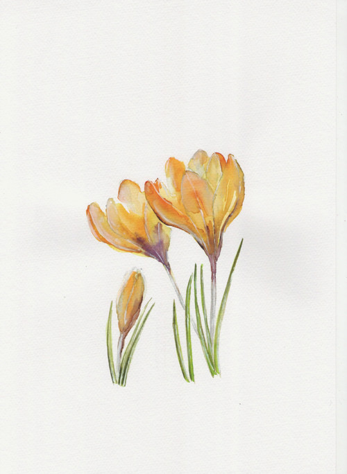 Crocus — foto 2