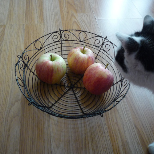 Miska — foto 5