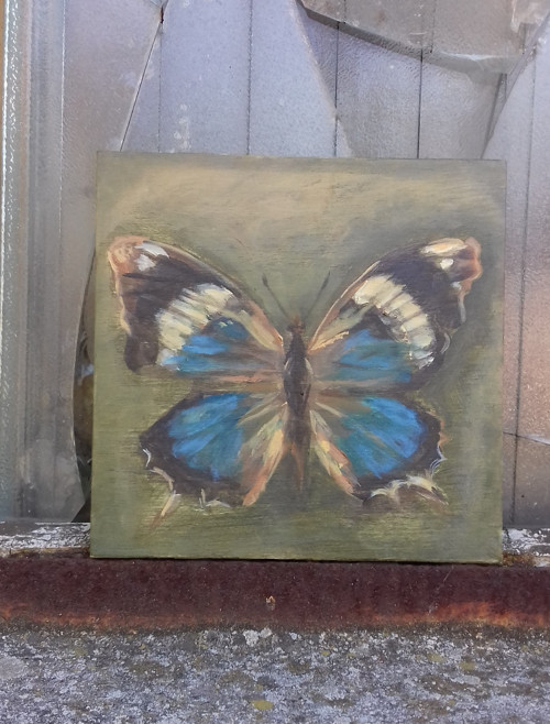 Charaxes bohemani — foto 4