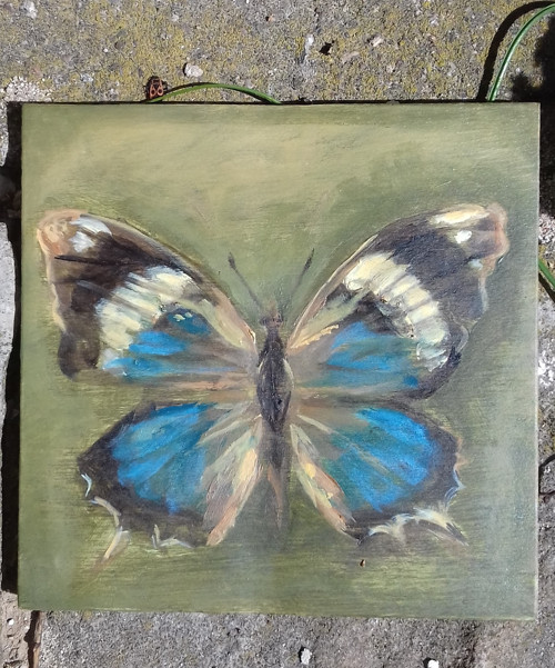 Charaxes bohemani — foto 2