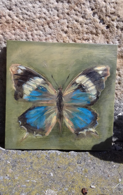 Charaxes bohemani — foto 3