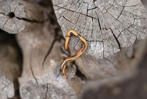 Falešný roztahovák - Thin root — foto 2