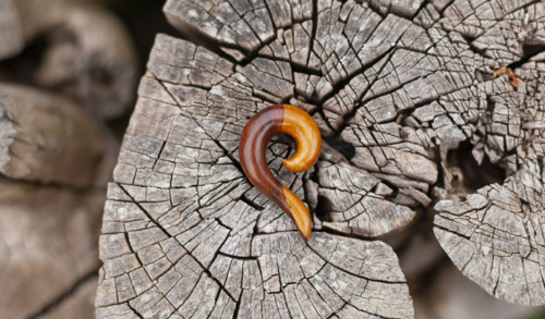 Roztahovák - Hrušňová spirála — foto 3
