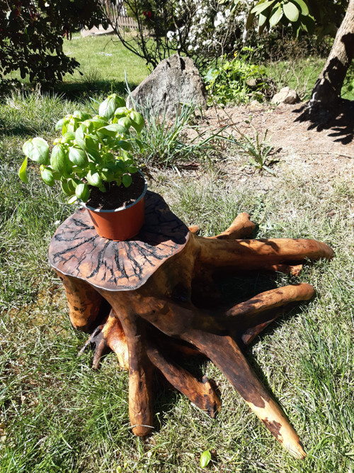 V objetí březové chobotnice — foto 4
