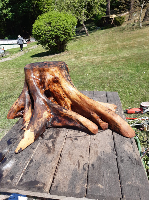 V objetí březové chobotnice — foto 3