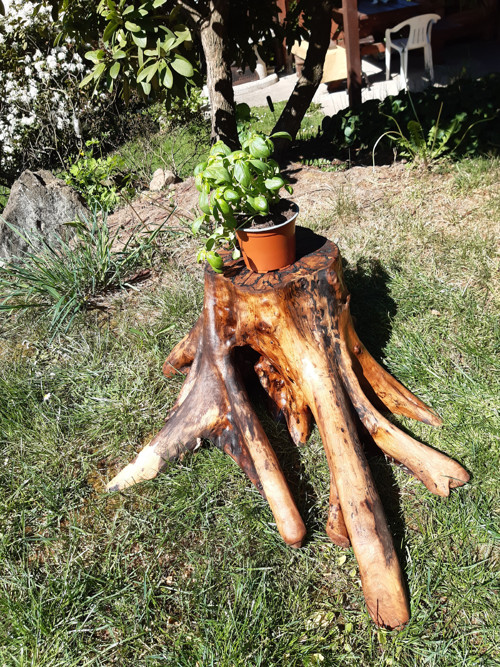 V objetí březové chobotnice — foto 2