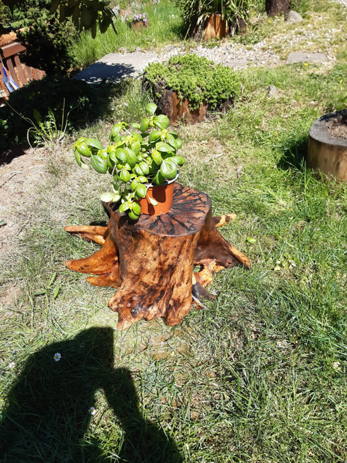 V objetí březové chobotnice — foto 5