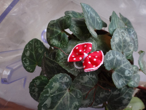 Mini mašlička — foto 2