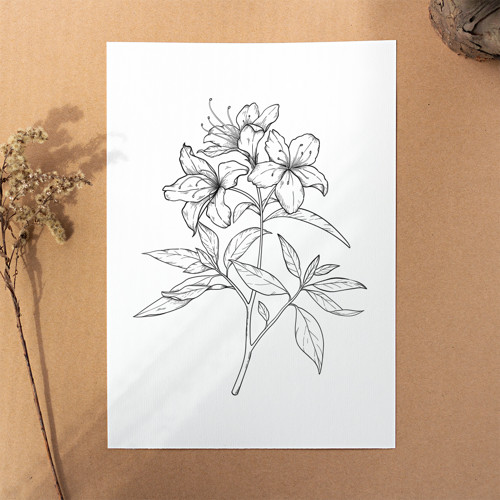 Azalka - umělecký tisk, A4 — foto 2