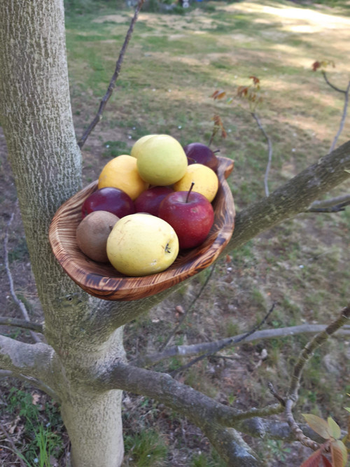 Rybí miska — foto 3