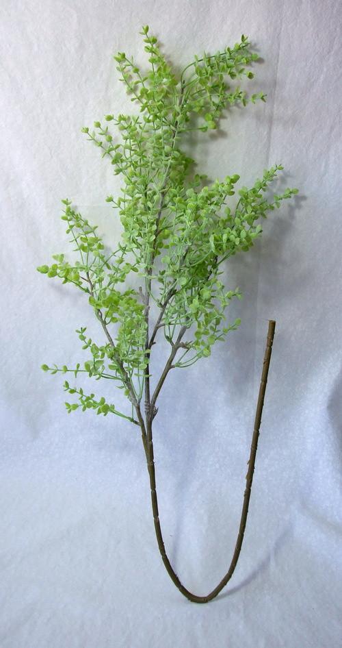 Eukalyptus - bohatý trs 95 cm — foto 3