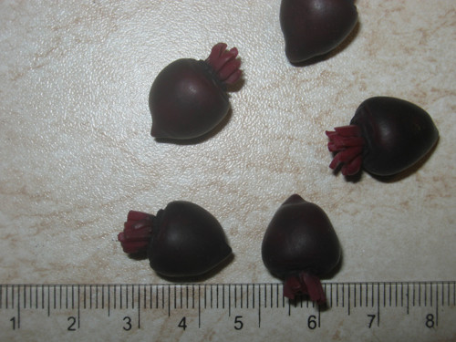Červená řepa - mini — foto 3