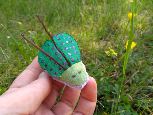 Meduška Lesní (Meda Sylvatica) — foto 2
