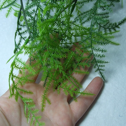 Asparagus plumosus, 80 cm — foto 2