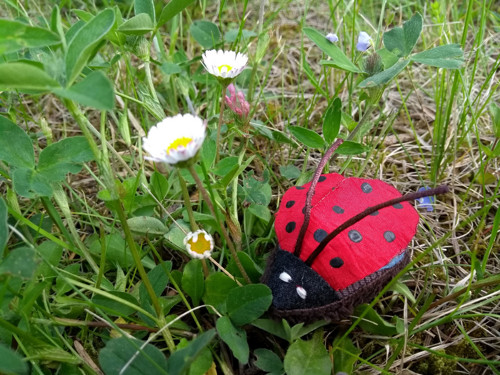 Beruška Brusinková (Coccinella Rhodococcus) — foto 2
