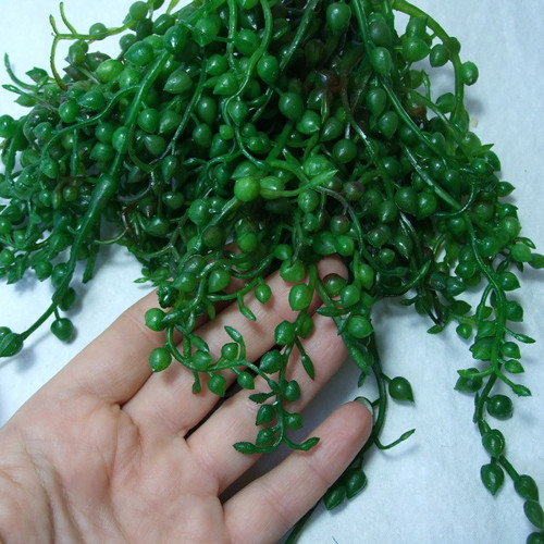 Sukulent Senecio — foto 2