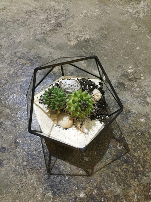 Florarium "Koulička " — foto 2