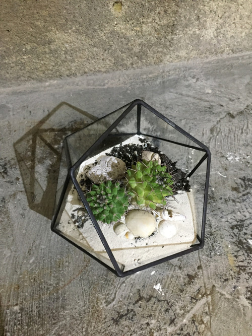 Florarium "Koulička " — foto 4