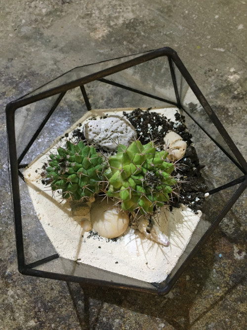 Florarium "Koulička " — foto 3