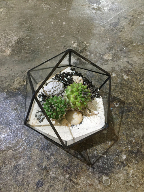 Florarium "Koulička " — foto 5