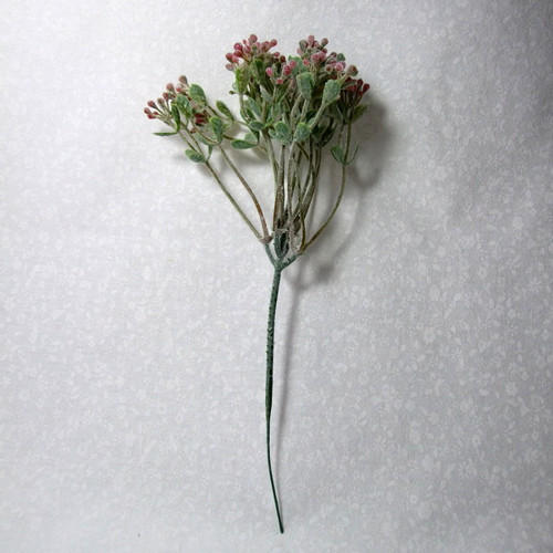 Řeřicha růžová — foto 2