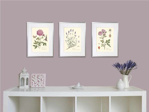 Herbářový list Levandule lékařská — foto 3